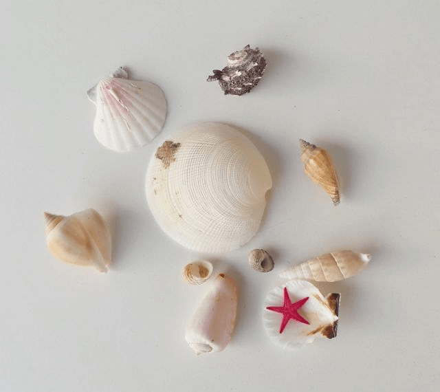 Set de coquillages